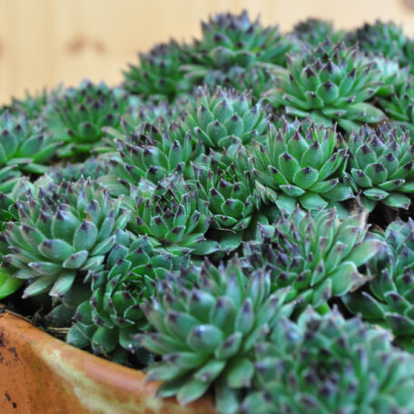 La racine de maison robuste - Sempervivum Reinhart