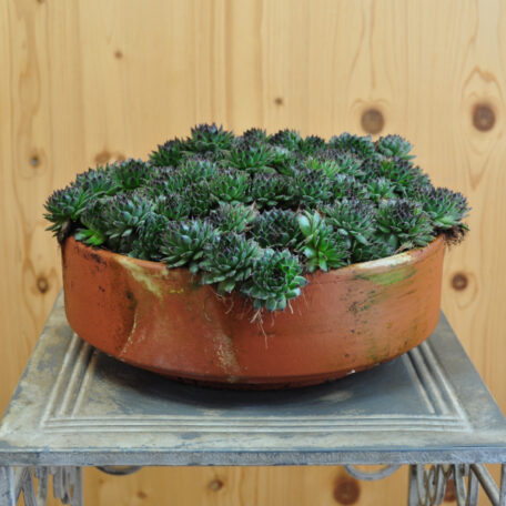 La racine de maison robuste - Sempervivum Reinhart