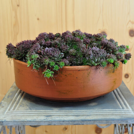 La racine de maison robuste - Sempervivum Ruby Lime