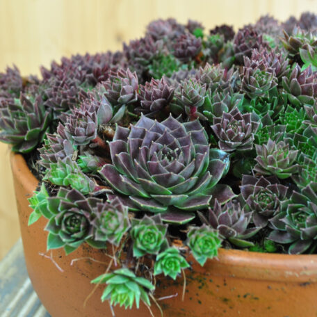 La racine de maison robuste - Sempervivum Ruby Lime