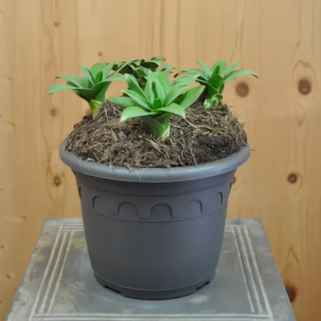 Poireau décoratif - Allium