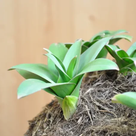 Poireau décoratif - Allium