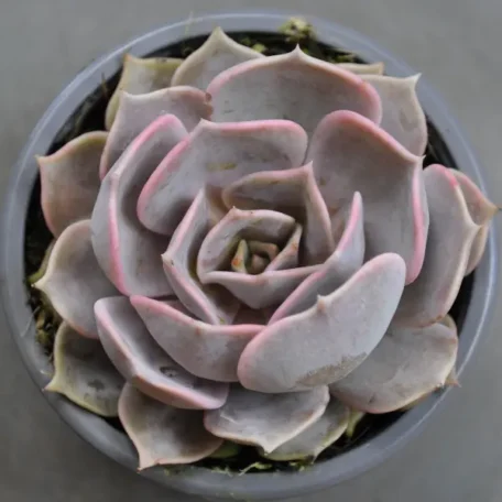 Fettblattrosette - Echeveria - 8 Stück