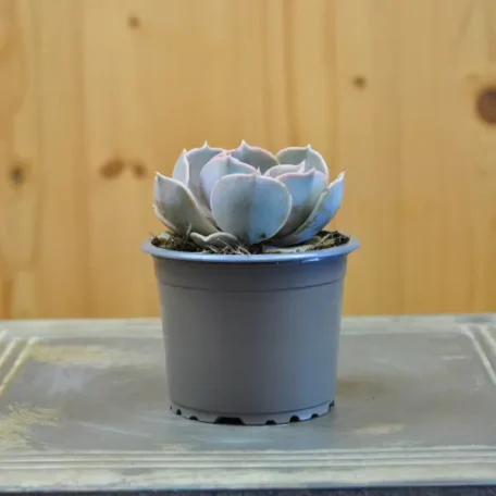 Fettblattrosette - Echeveria - 8 Stück