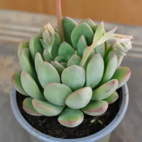 Fettblattrosette - Echeveria