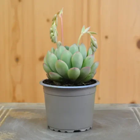 Fettblattrosette - Echeveria