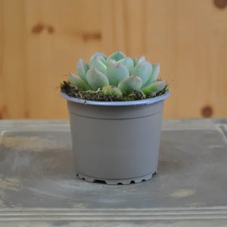 Rosette de feuilles grasses - Echeveria - 8 pièces