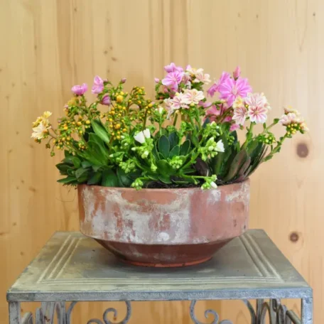 Gewöhnliche Bitterwurz - Lewisia cotyledon