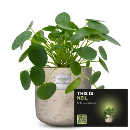 Das ist Neil (Pilea peperomioides)