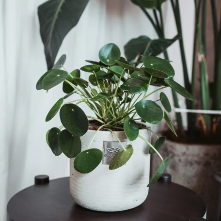 Das ist Neil (Pilea peperomioides)