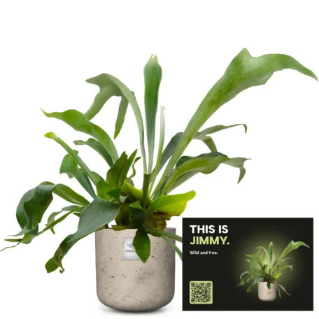 Das ist Jimmy (Platycerium bifurcatum)