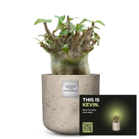 Das ist Kevin (Adenium obesum)