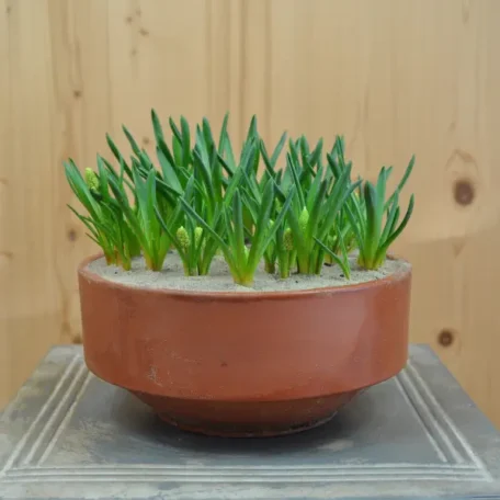 Traubenhyazinthe - Big Smile Blau