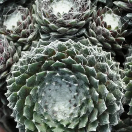 Hauswurz - Sempervivum Hybrida