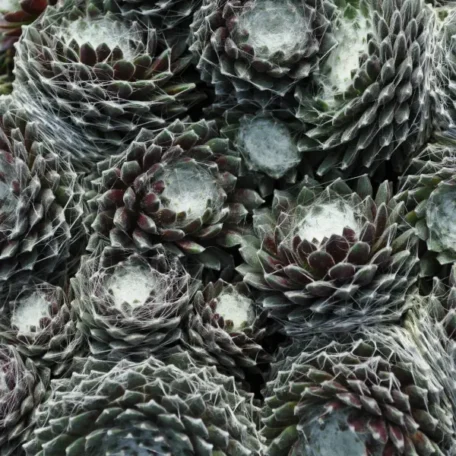 Hauswurz - Sempervivum Hybrida