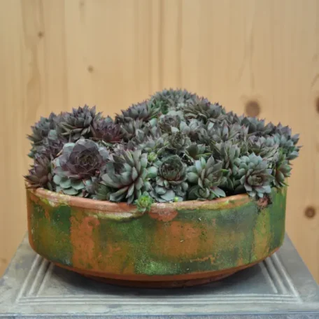 Racine de maison robuste - Sempervivum braunii