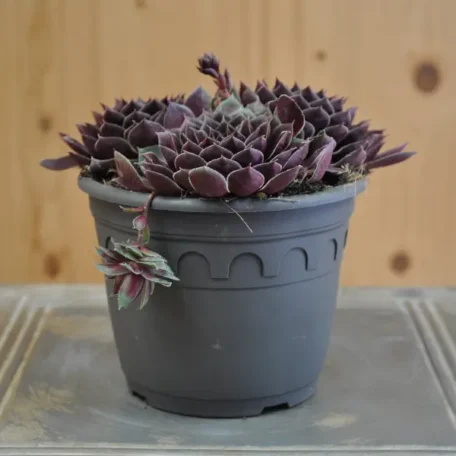 Racine de maison - Sempervivum - 3 pièces