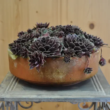 Racine de maison robuste - Sempervivum Coconut Crystal