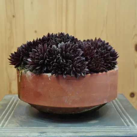 Racine de maison robuste - Sempervivum Coral Red