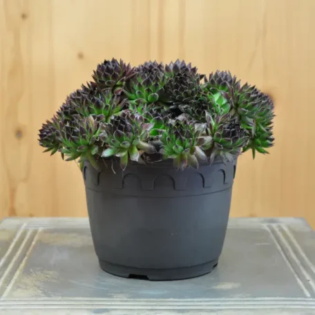 Racine de maison - Sempervivum - 3 pièces