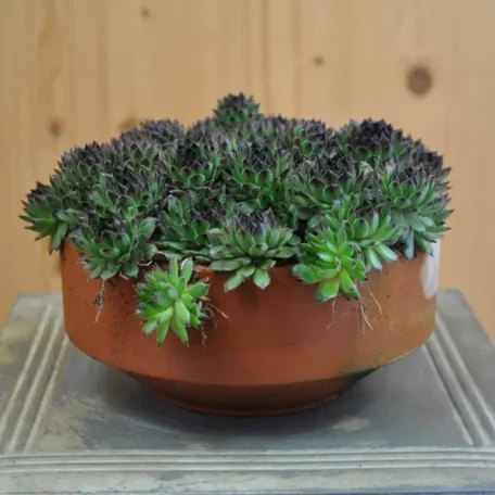 Robuste Hauswurz - Sempervivum Reinhart