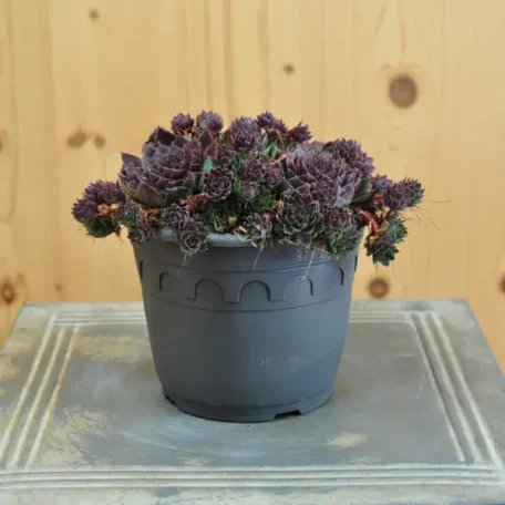 Hauswurz - Sempervivum Hybrida