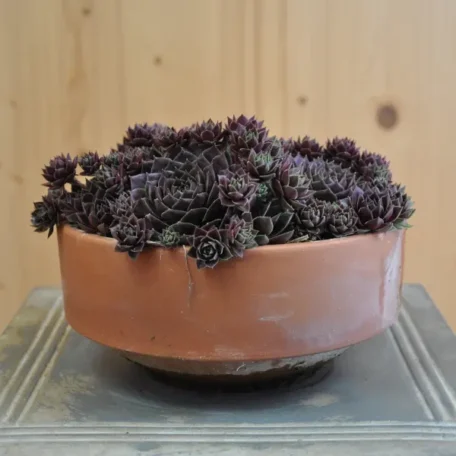 Robuste Hauswurz - Sempervivum Ruby Lime