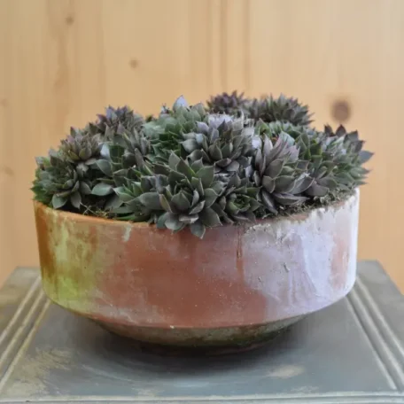 Racine de maison robuste - Sempervivum braunii