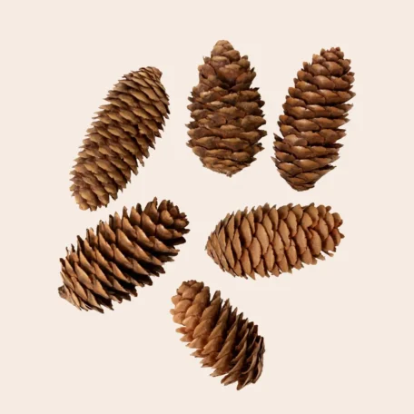 Cônes de sapin, 6 pièces