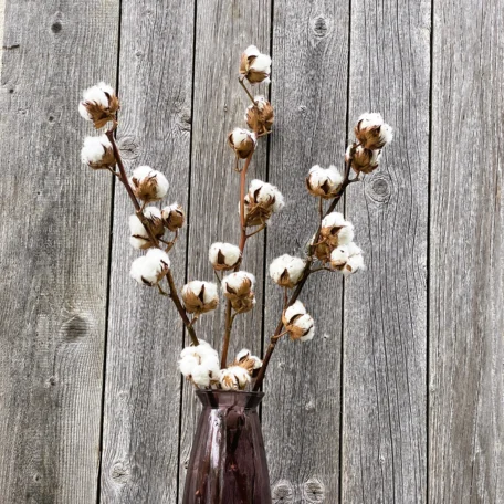 Baumwollzweige 3er Set - getrocknet