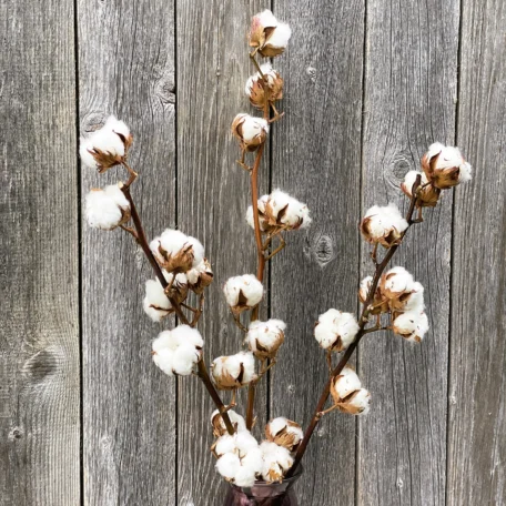 Baumwollzweige 3er Set - getrocknet