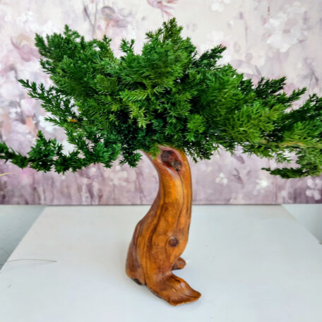 Stabilisierter Bonsai 