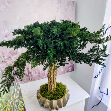 Stabilisierter Bonsai 