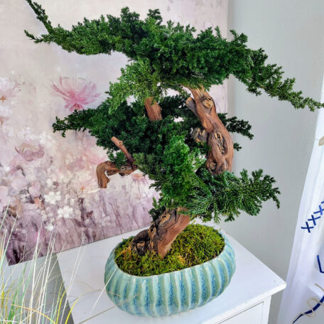 Stabilisierter Bonsai 