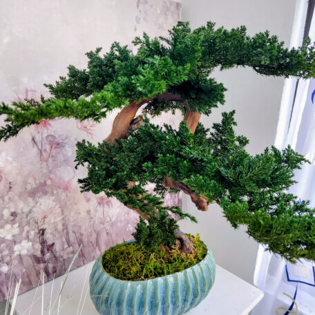 Stabilisierter Bonsai 