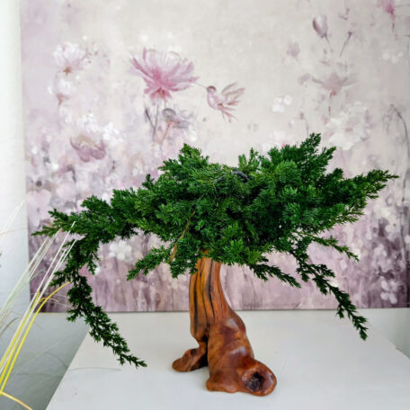 Stabilisierter Bonsai 