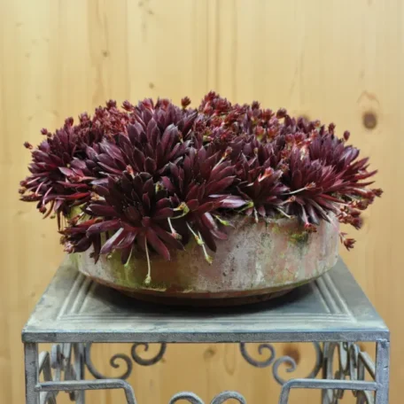 Racine de maison - Sempervivum Hybrida