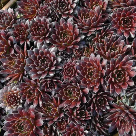 Racine de maison - Sempervivum Hybrida