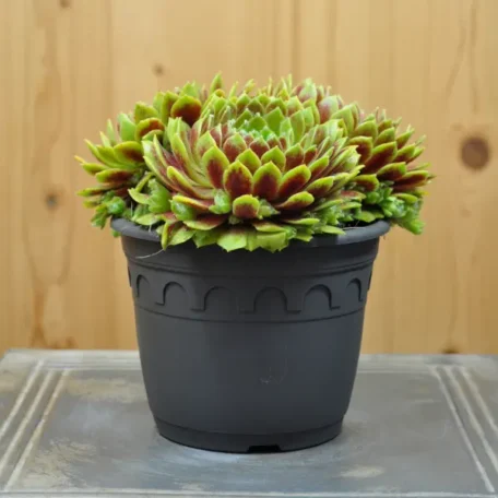 Racine de maison - Sempervivum Hybrida