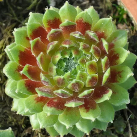 Racine de maison - Sempervivum Hybrida