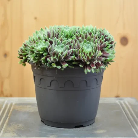 Racine de maison - Sempervivum Hybrida