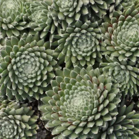 Racine de maison - Sempervivum Hybrida