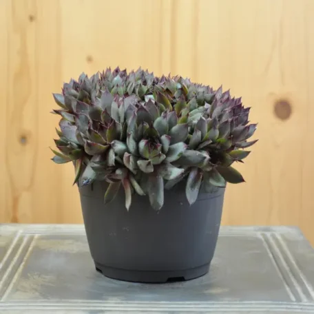 Racine de maison - Sempervivum Hybrida