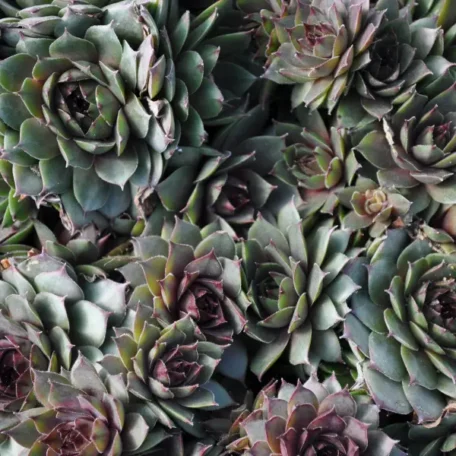 Racine de maison - Sempervivum Hybrida