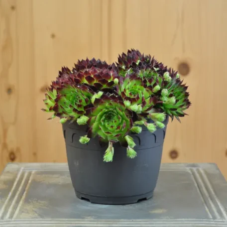 Racine de maison - Sempervivum Hybrida