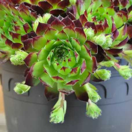 Racine de maison - Sempervivum Hybrida