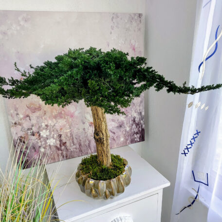 Stabilisierter Bonsai 