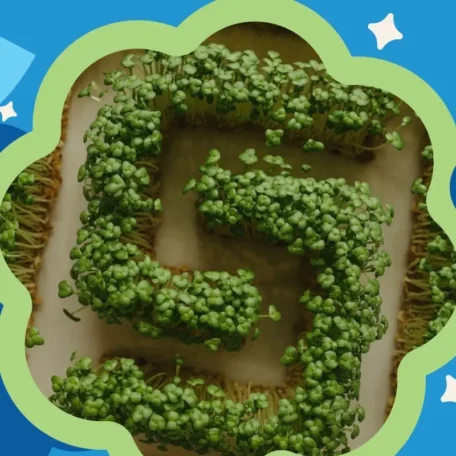 FleuropKIDS-Set «Pflanzenlabyrinth aus Kresse»