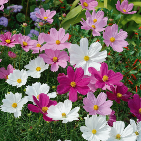 Cosmos Samen - Psyche Mix