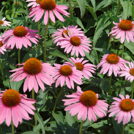 Echinacea Starlight – Purpursonnenhut